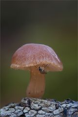 Fliegen - Pilz :-)