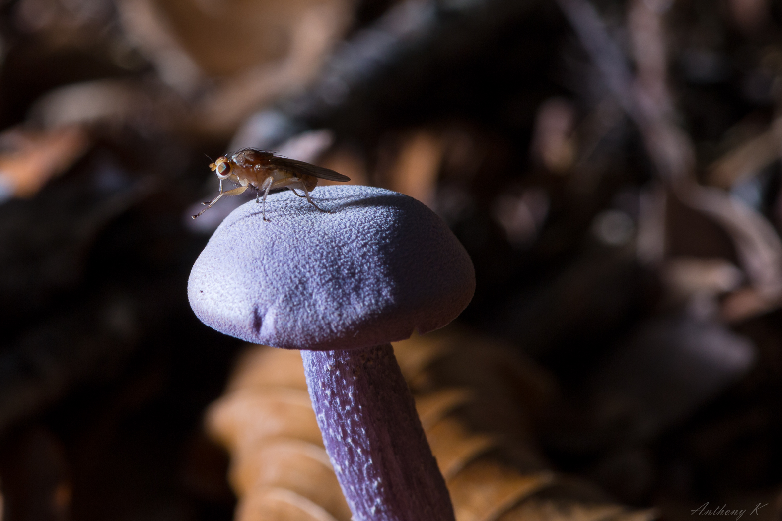 Fliegen-Pilz