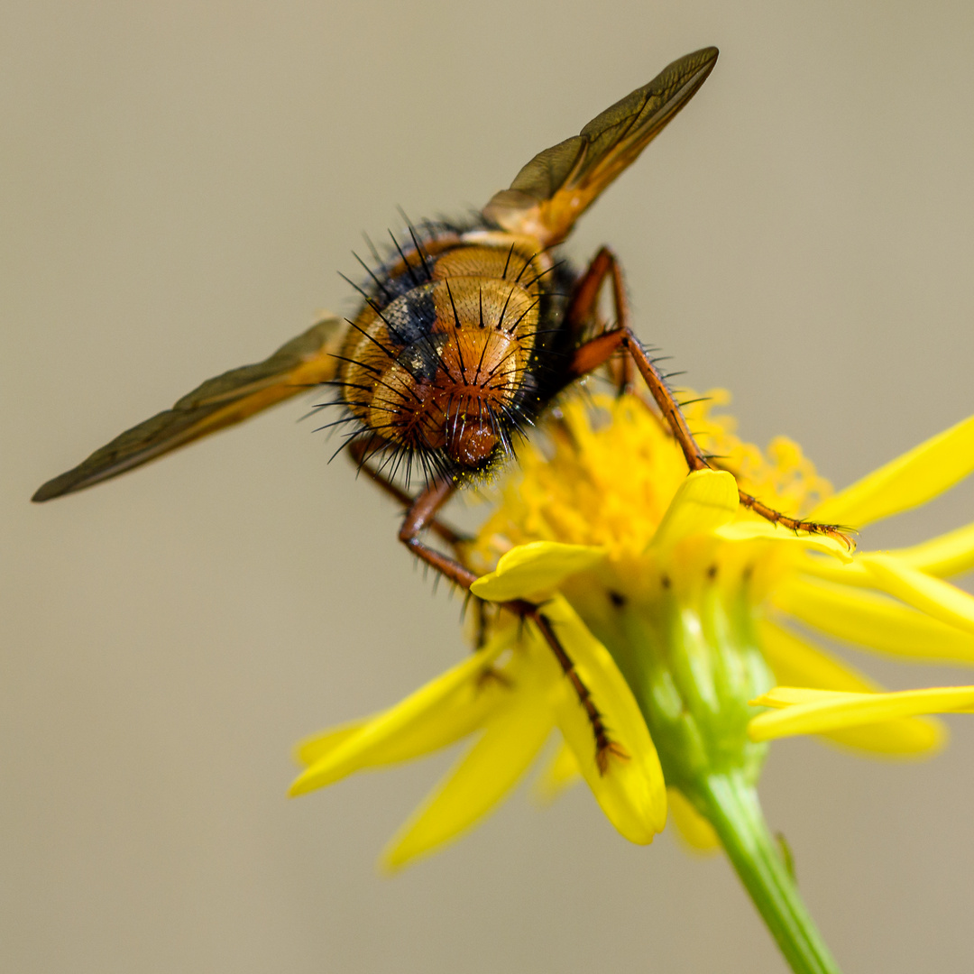 Fliegen-Popo