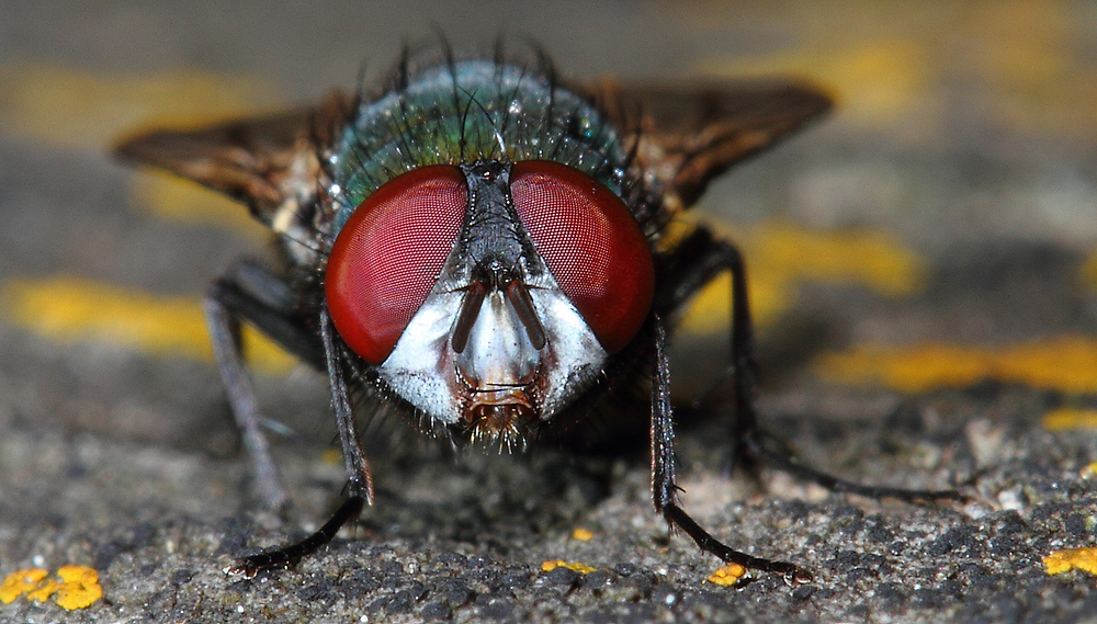 Fliegen Porträt