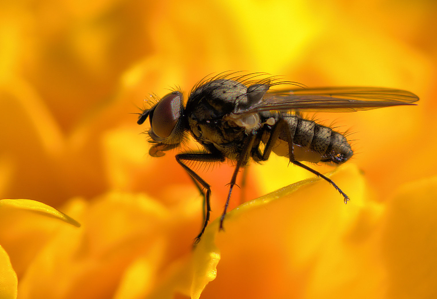 Fliegen-Portrait