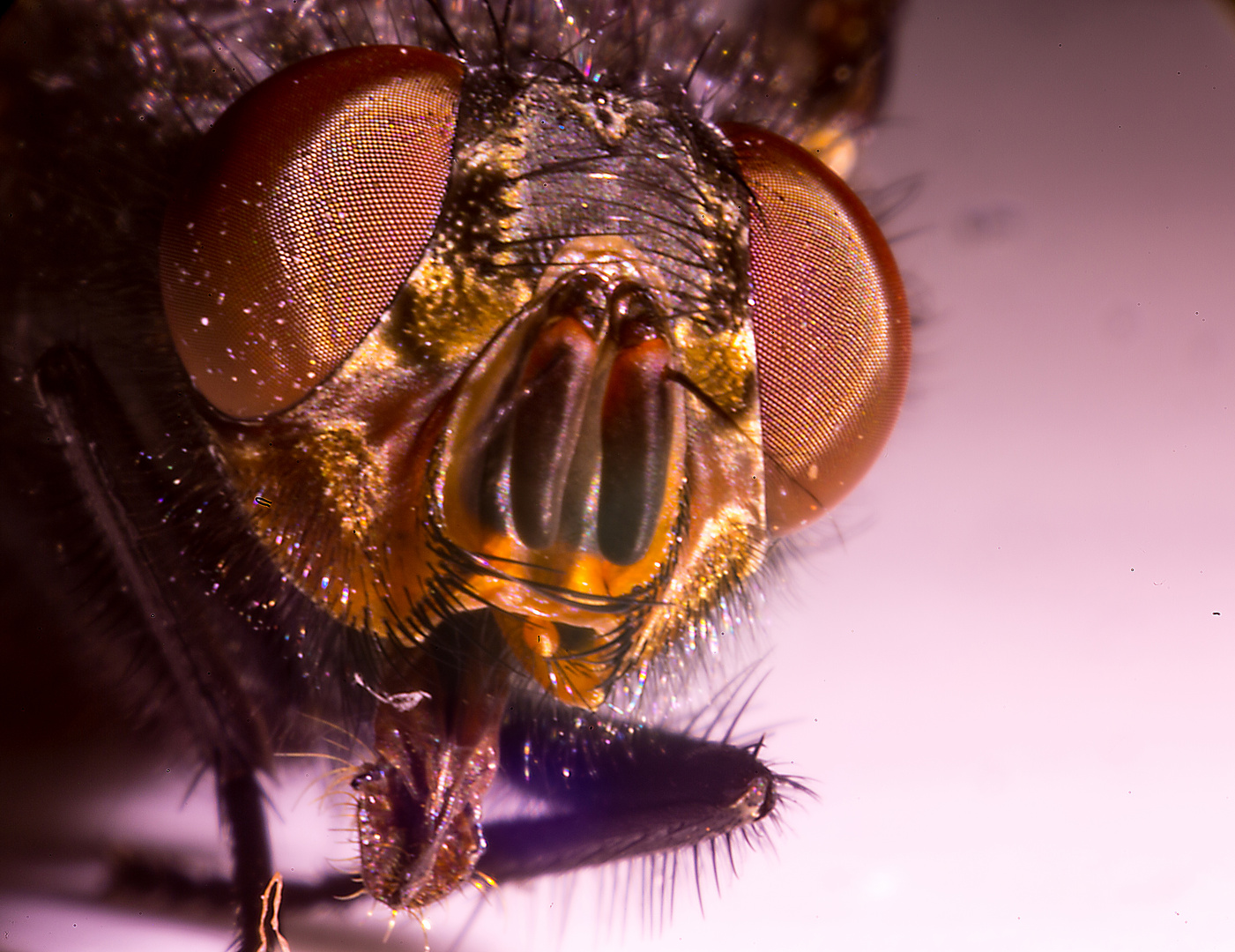 Fliegen Portrait