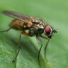 Fliegen Portrait