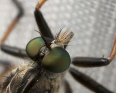 Fliegen-Portrait