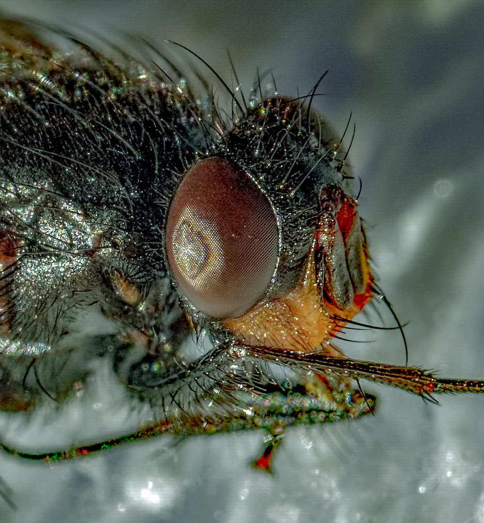  Fliegen Portrait  