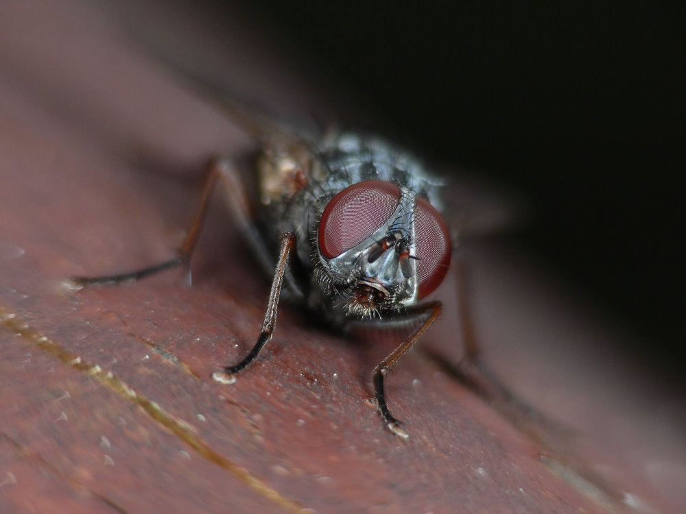 Fliegen-Portrait