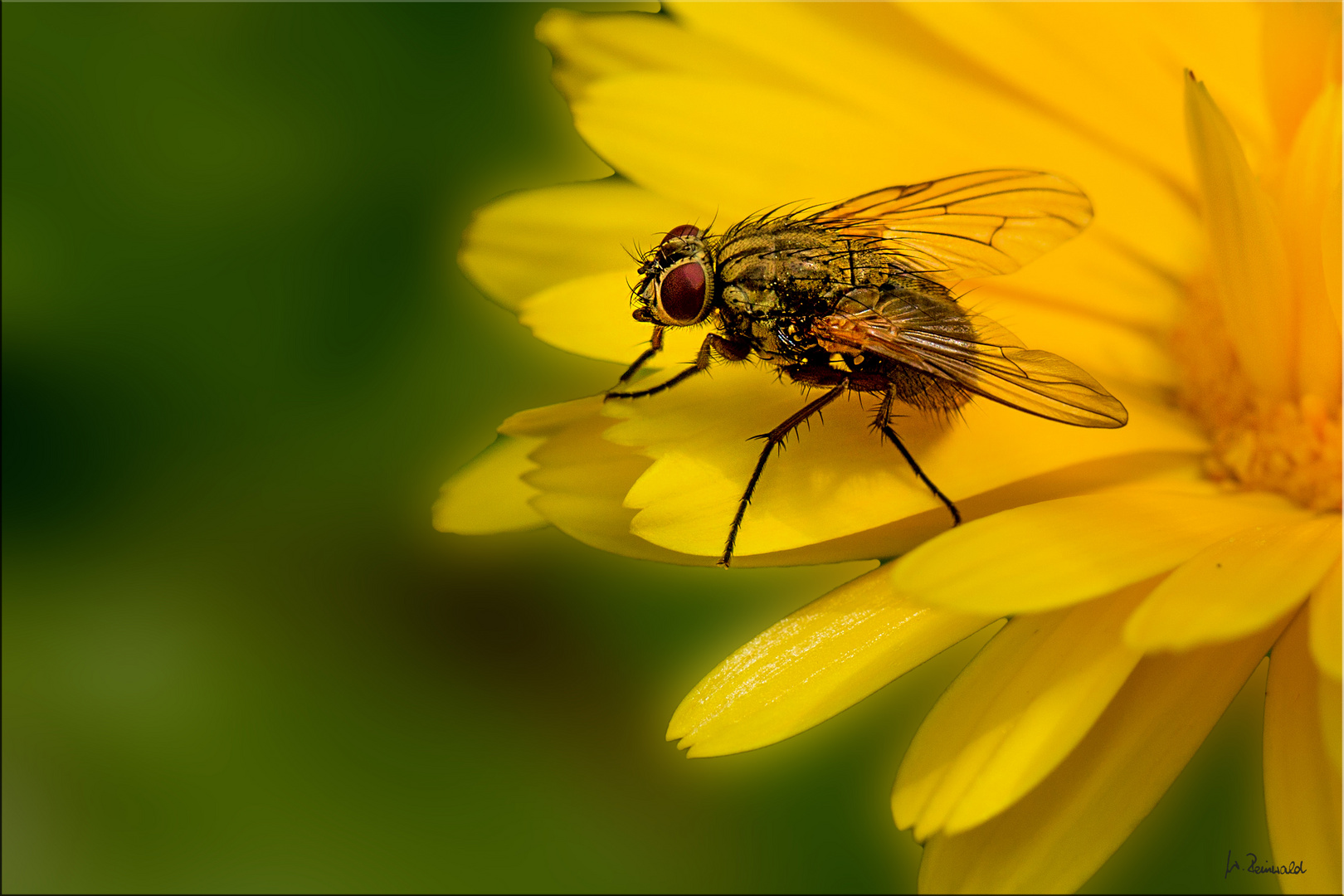 Fliegen-Profil