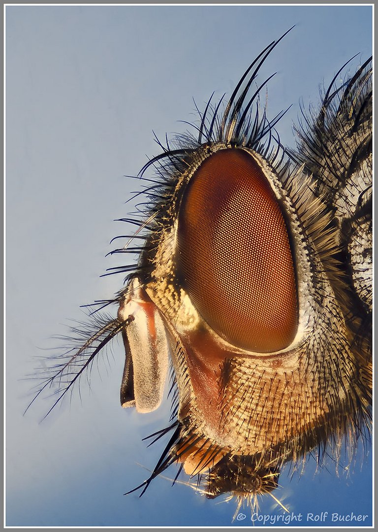 Fliegen Profil (Licht + Schatten)