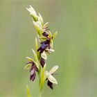 Fliegen-Ragwurz (Ophrys insectifera) 04