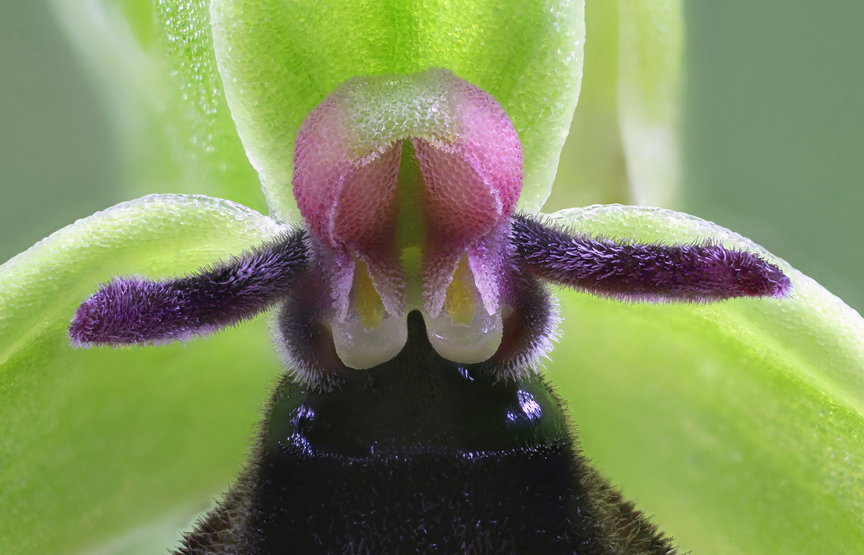  Fliegen-Ragwurz (Ophrys insectifera) 