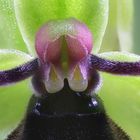  Fliegen-Ragwurz (Ophrys insectifera) 