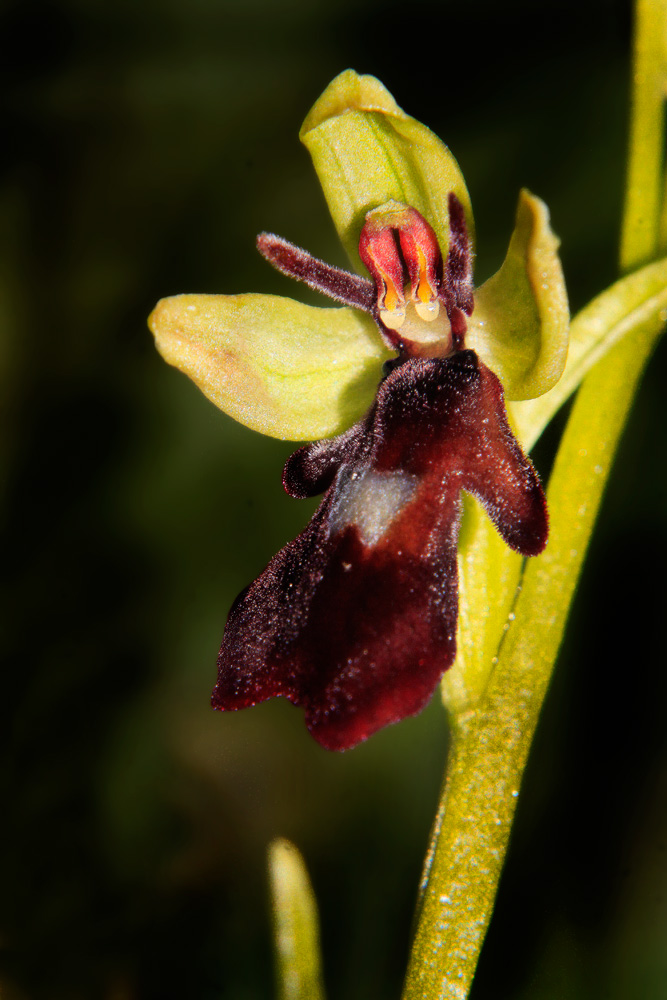 Fliegen-Ragwurz (Ophrys insectifera)