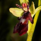 Fliegen-Ragwurz (Ophrys insectifera)