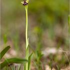 Fliegen-Ragwurz (Ophrys insectifera)