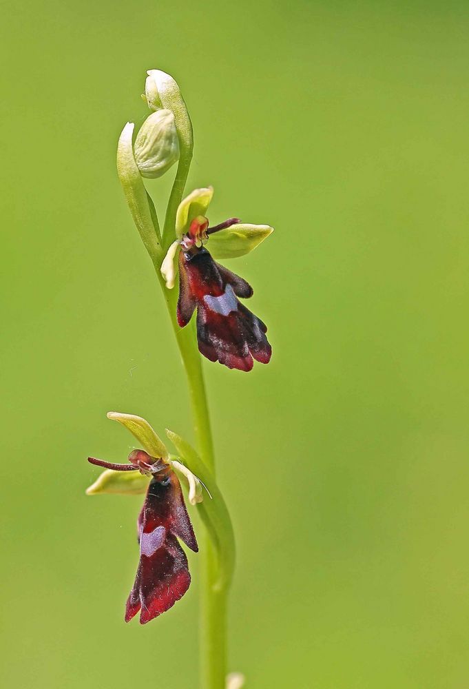 Fliegen-Ragwurz (Ophrys insectifera)