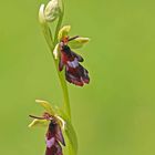 Fliegen-Ragwurz (Ophrys insectifera)