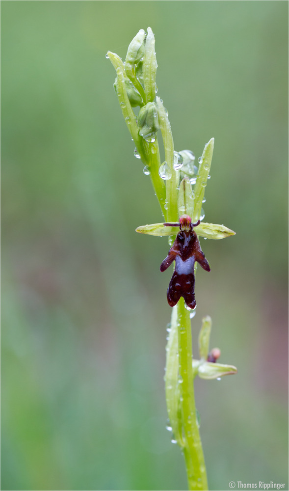 Fliegen-Ragwurz (Ophrys insectifera). .