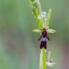 Fliegen-Ragwurz (Ophrys insectifera). .