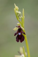 Fliegen-Ragwurz (Ophrys insectifera)