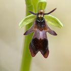 Fliegen-Ragwurz (Ophrys insectifera)