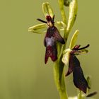 Fliegen-Ragwurz - Ophrys insectifera