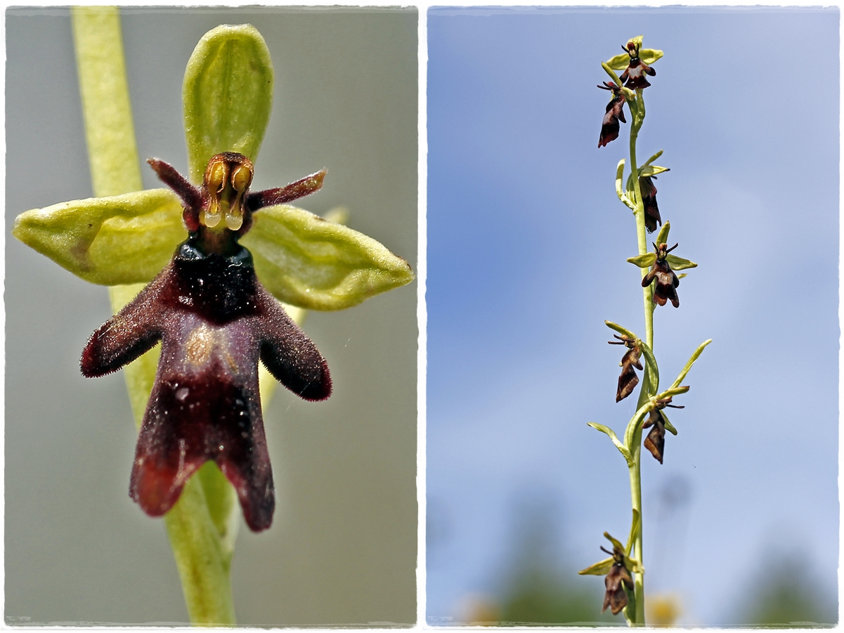 Fliegen-Ragwurz (Ophrys insectifera)