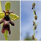 Fliegen-Ragwurz (Ophrys insectifera)