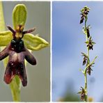 Fliegen-Ragwurz (Ophrys insectifera)