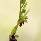 Fliegen-Ragwurz (Ophrys insectifera)