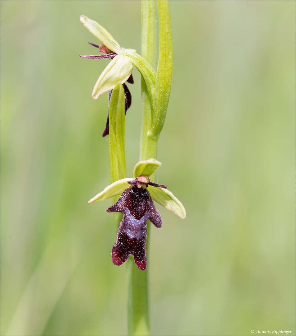 Fliegen-Ragwurz (Ophrys insectifera) . ...