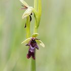 Fliegen-Ragwurz (Ophrys insectifera) . ...