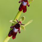 Fliegen-Ragwurz (Ophrys insectifera)