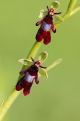 Fliegen-Ragwurz (Ophrys insectifera)