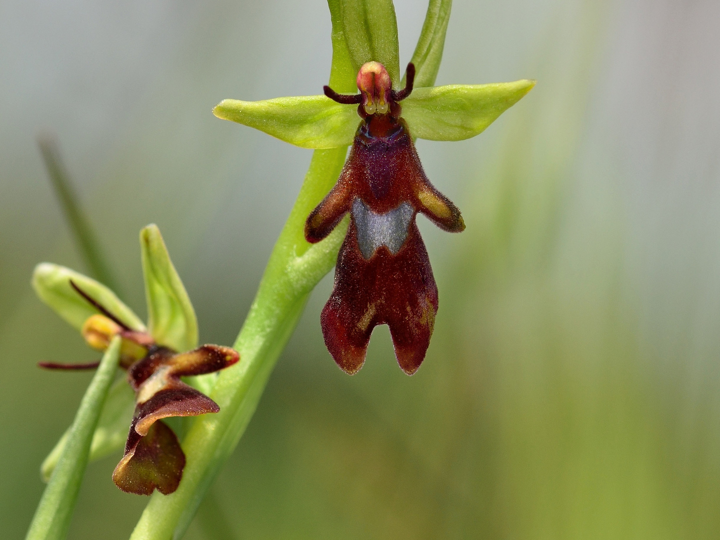 Fliegen-Ragwurz (Ophrys insectifera)