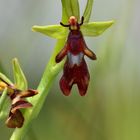 Fliegen-Ragwurz (Ophrys insectifera)