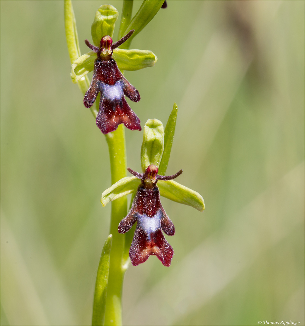 Fliegen-Ragwurz (Ophrys insectifera) . ......