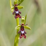 Fliegen-Ragwurz (Ophrys insectifera) . ......