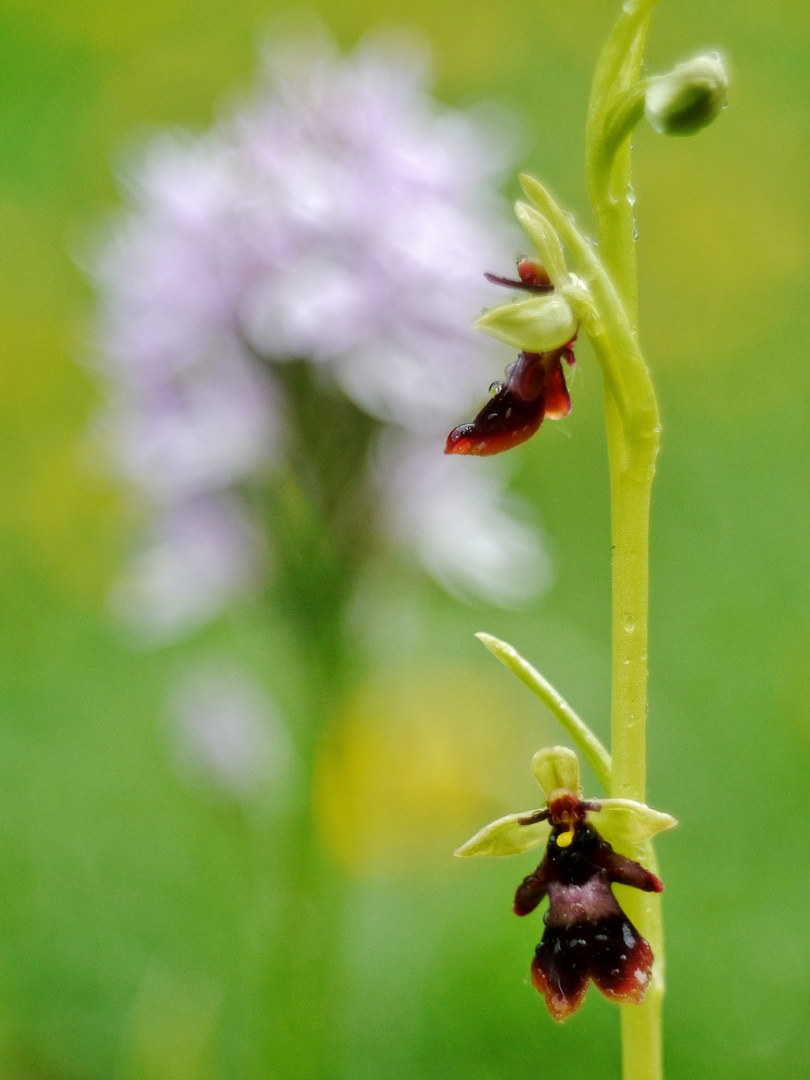 Fliegen-Ragwurz (Ophrys insectifera)