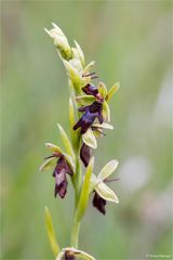 Fliegen-Ragwurz (Ophrys insectifera)