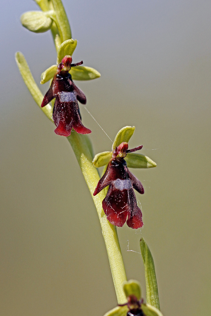 Fliegen-Ragwurz (Ophrys insectifera)