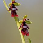 Fliegen-Ragwurz (Ophrys insectifera)