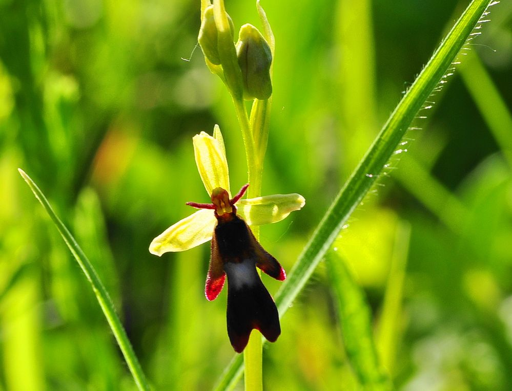 Fliegen- Ragwurz (Ophrys insectifera)