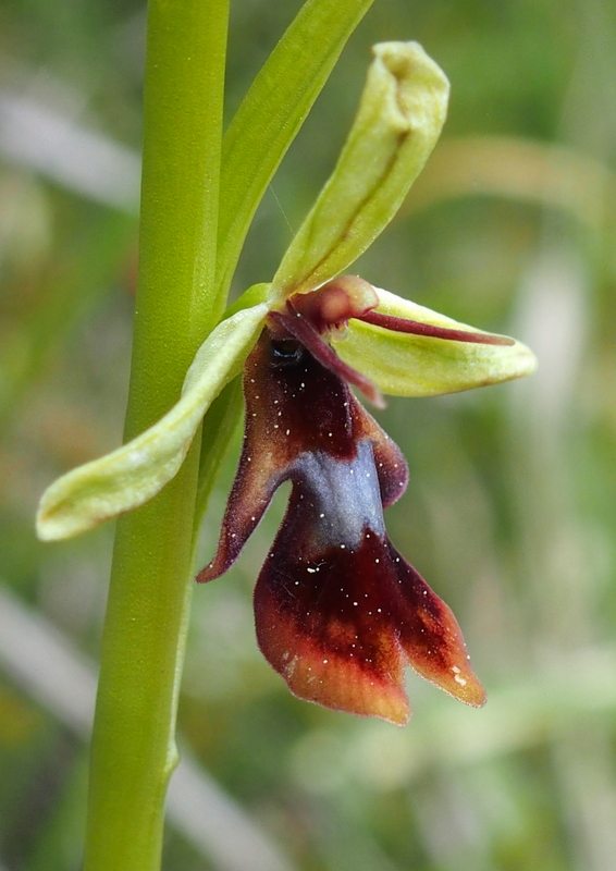 Fliegen-Ragwurz 'Ophrys insectifera'