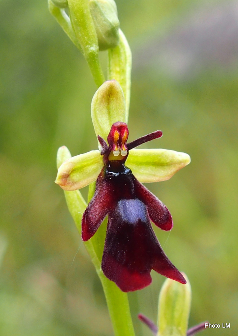 Fliegen-Ragwurz 'Ophrys insectifera'