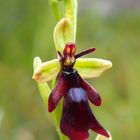 Fliegen-Ragwurz 'Ophrys insectifera'