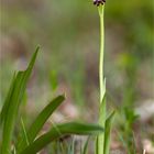 Fliegen-Ragwurz (Ophrys insectifera) .