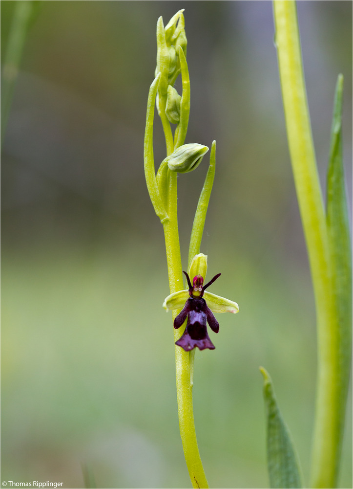 Fliegen-Ragwurz (Ophrys insectifera)-..