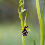 Fliegen-Ragwurz (Ophrys insectifera)-..