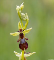 Fliegen-Ragwurz (Ophrys insectifera) 41