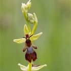 Fliegen-Ragwurz (Ophrys insectifera) 41